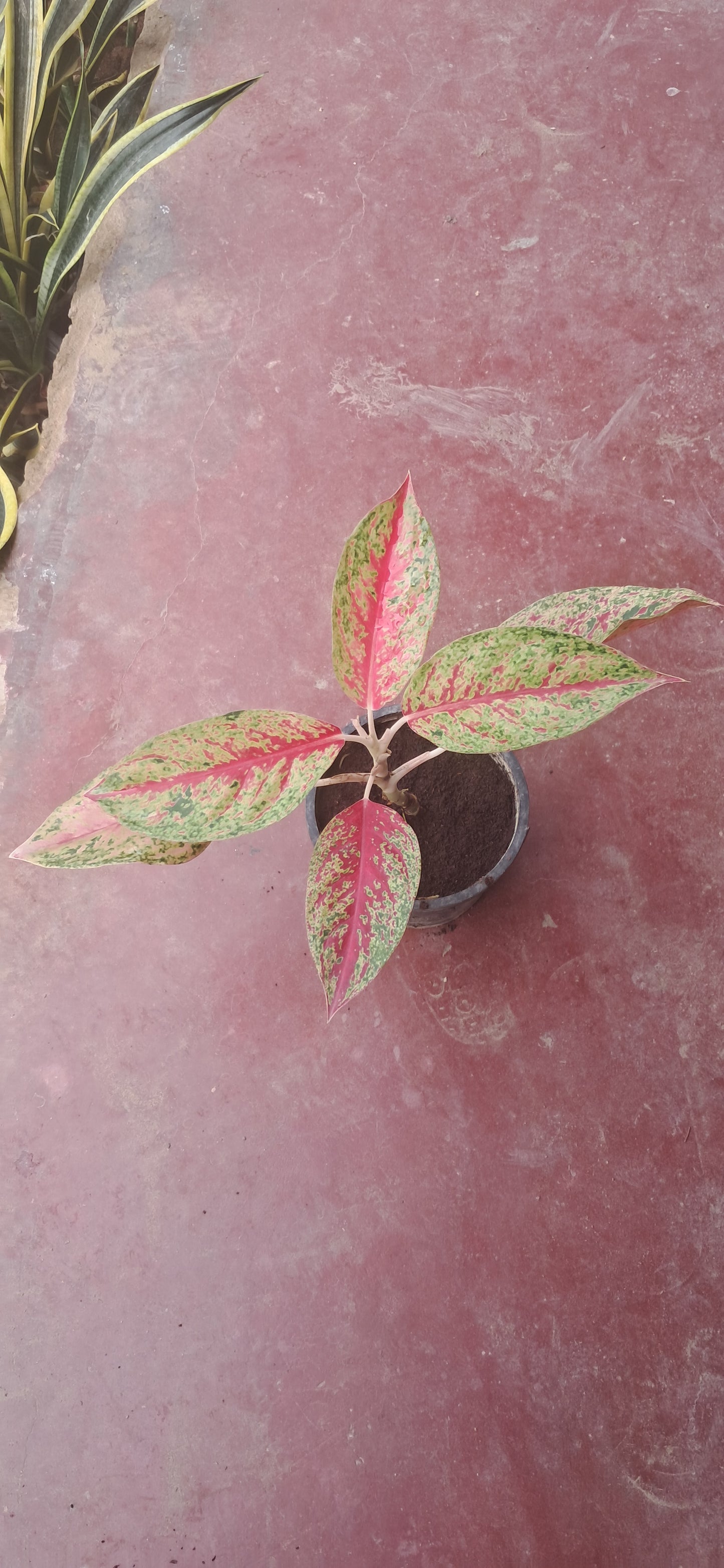 Aglaonema red