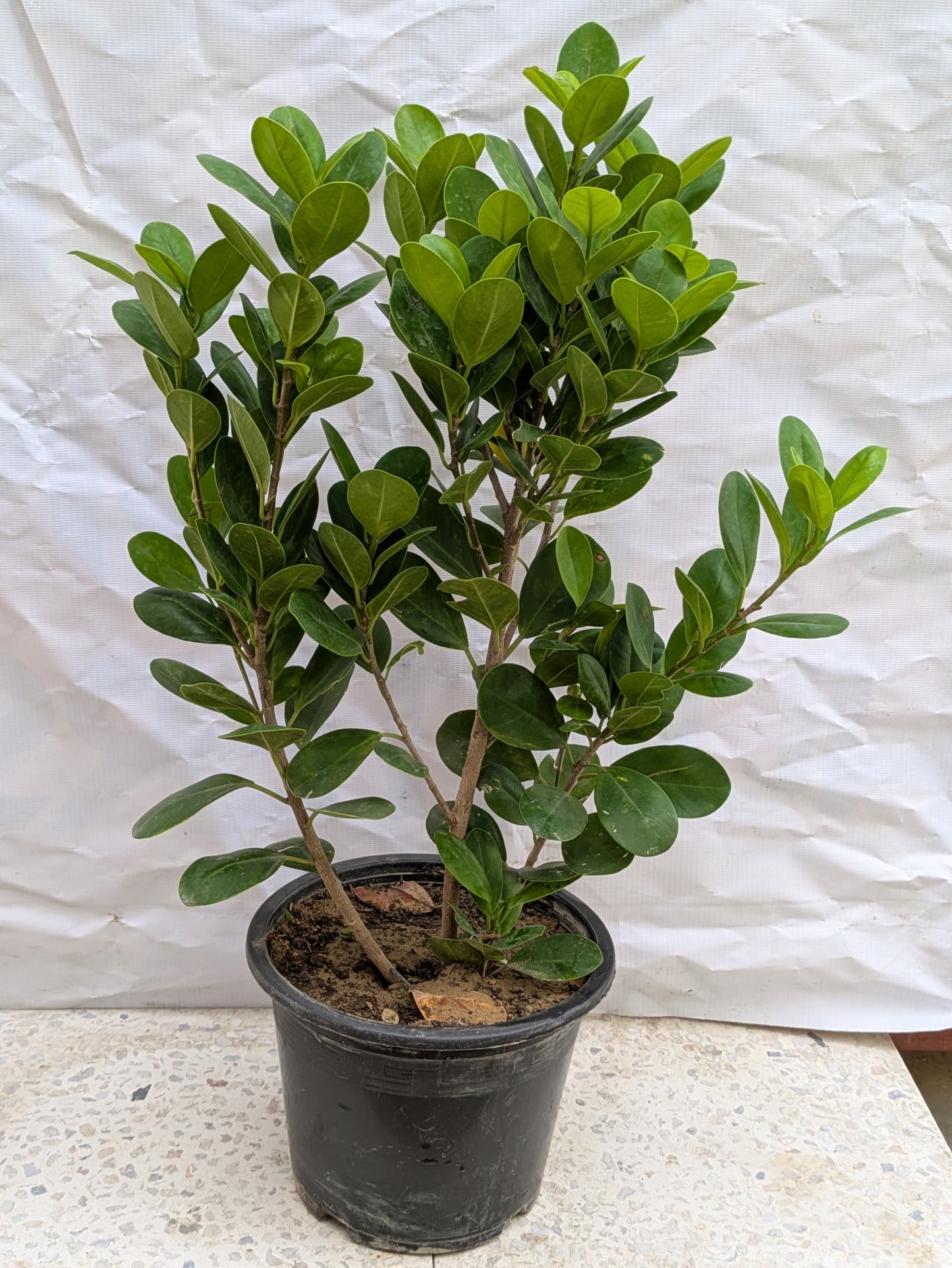 Ficus panda