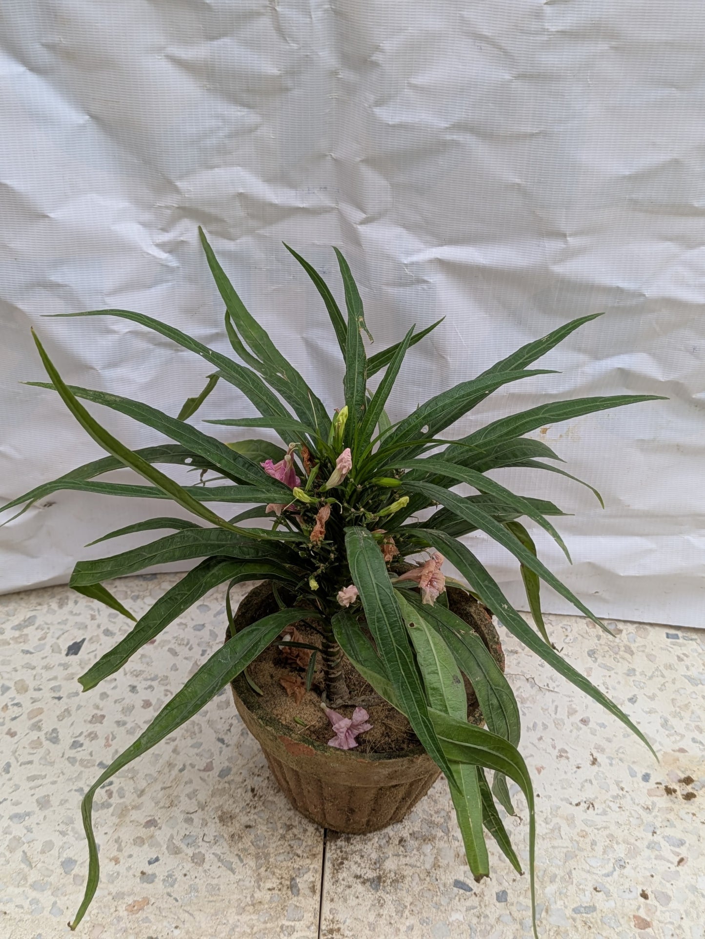 Mexican petunia (ruellia simplex)