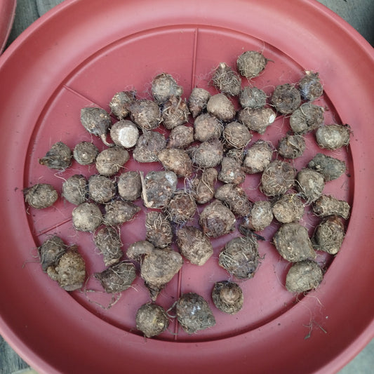 Thai Caladium bulbs