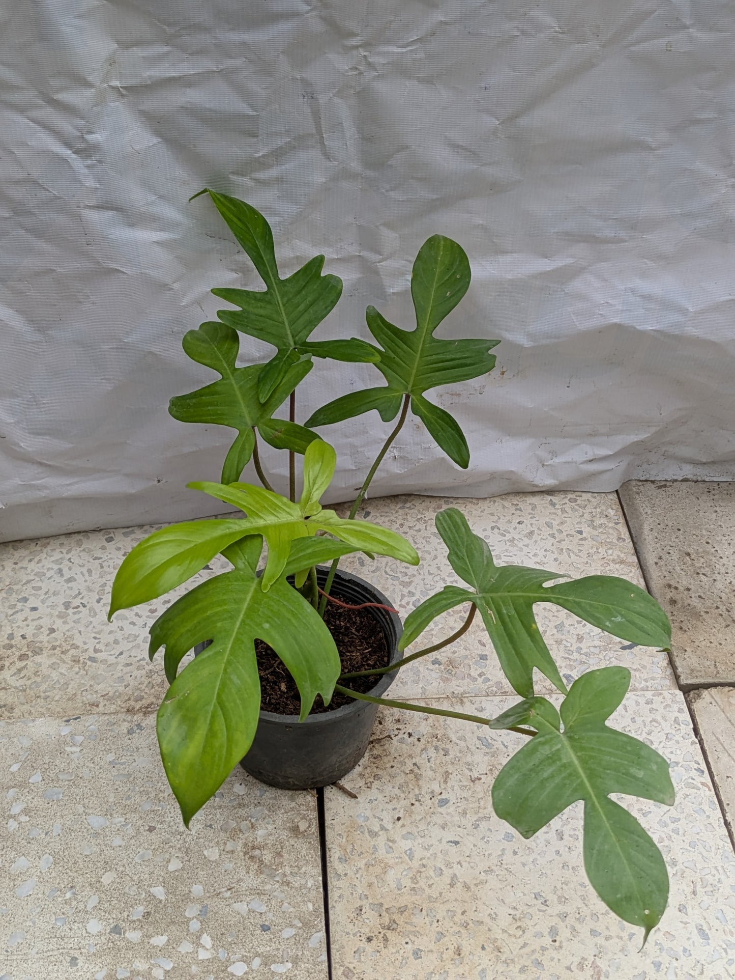 Philodendron florida ghost