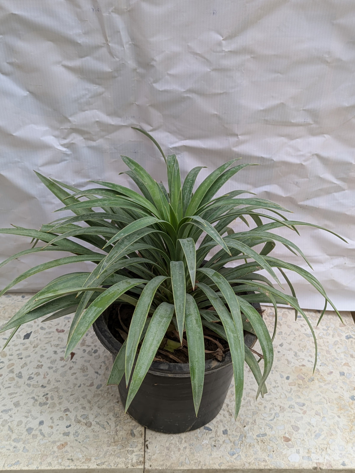 Yucca plant blue boy desmetiana small
