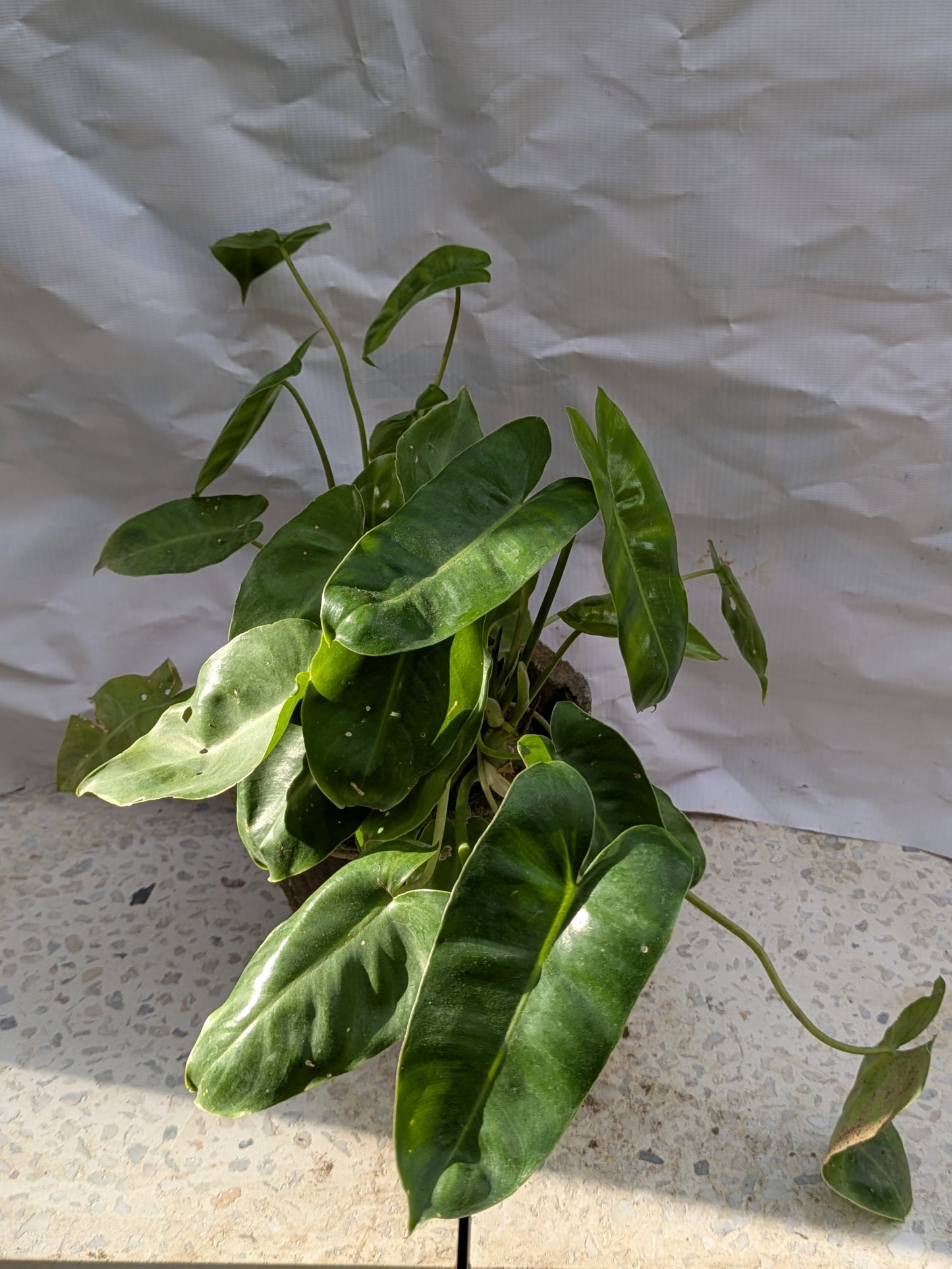 Philodendron burle marx