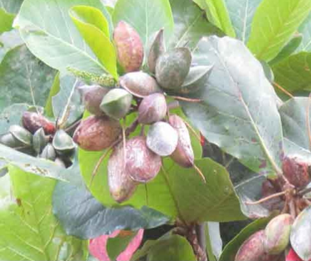 Badam (Terminalia catappa)