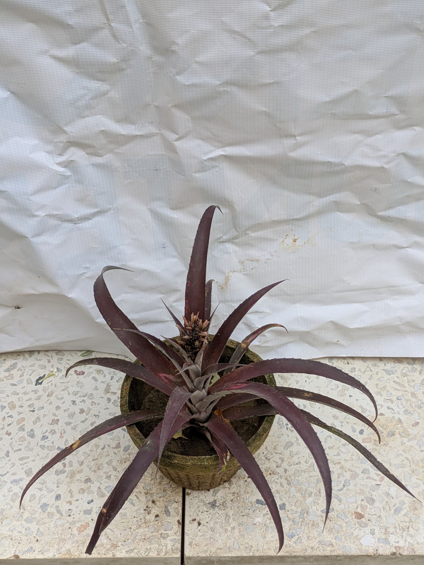Pineapple red ornamental (Ananas bracteatus)