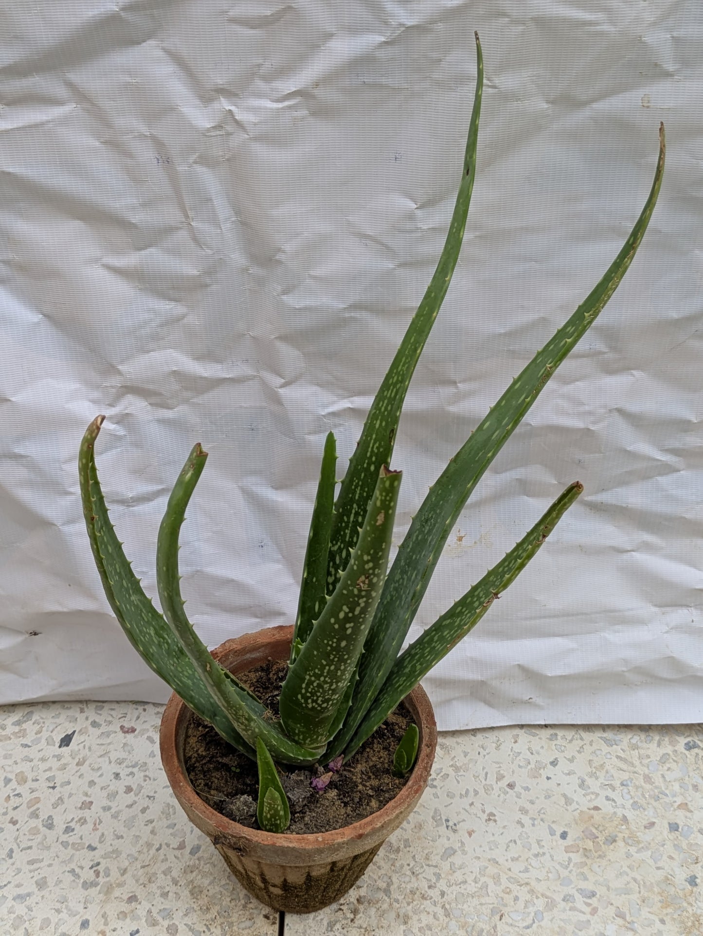 Aloe Vera