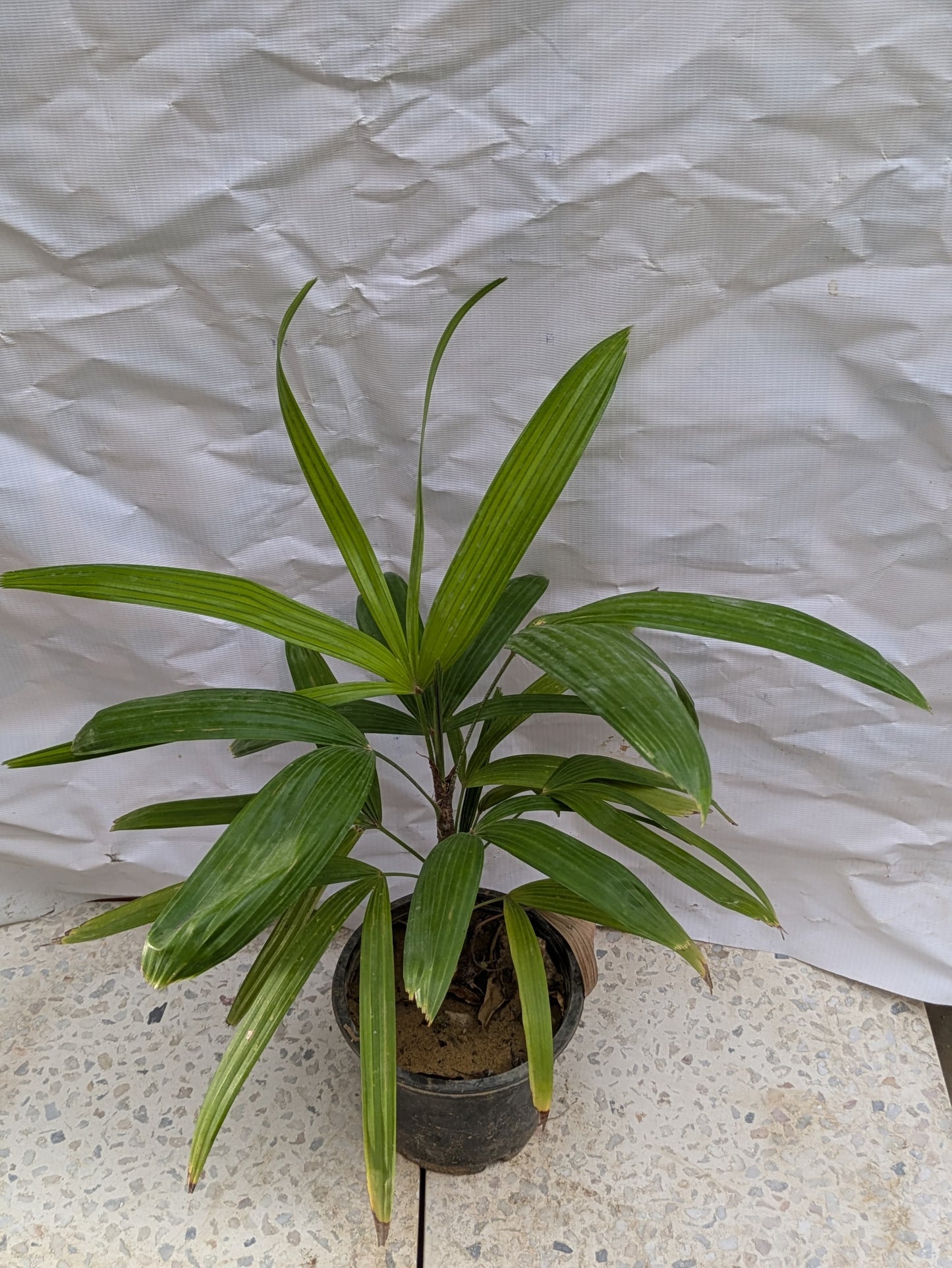 Lady palm (Rhapis excelsa)