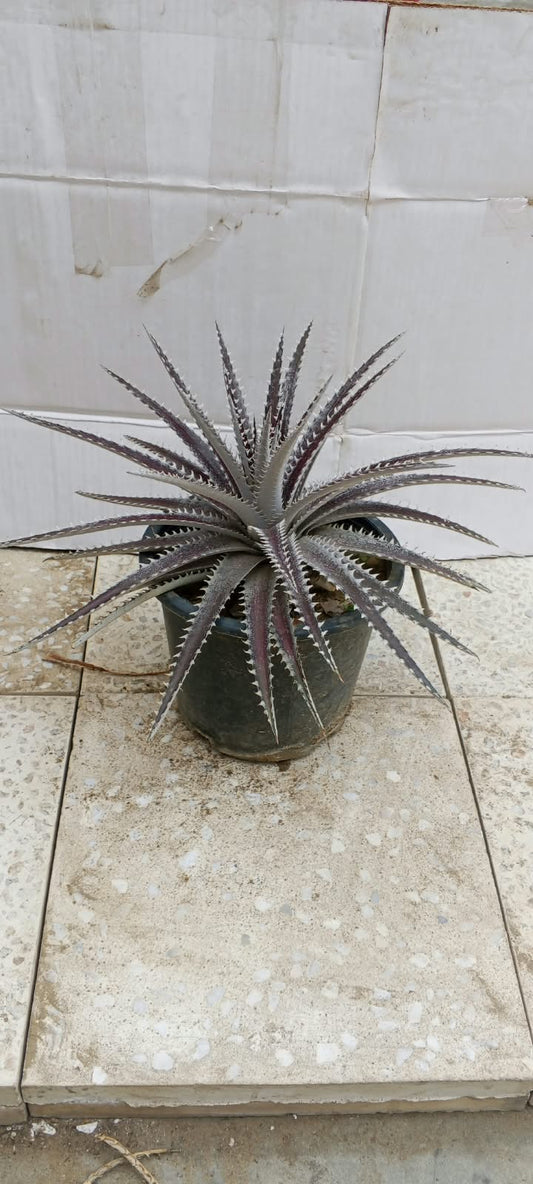 Dyckia hybrid