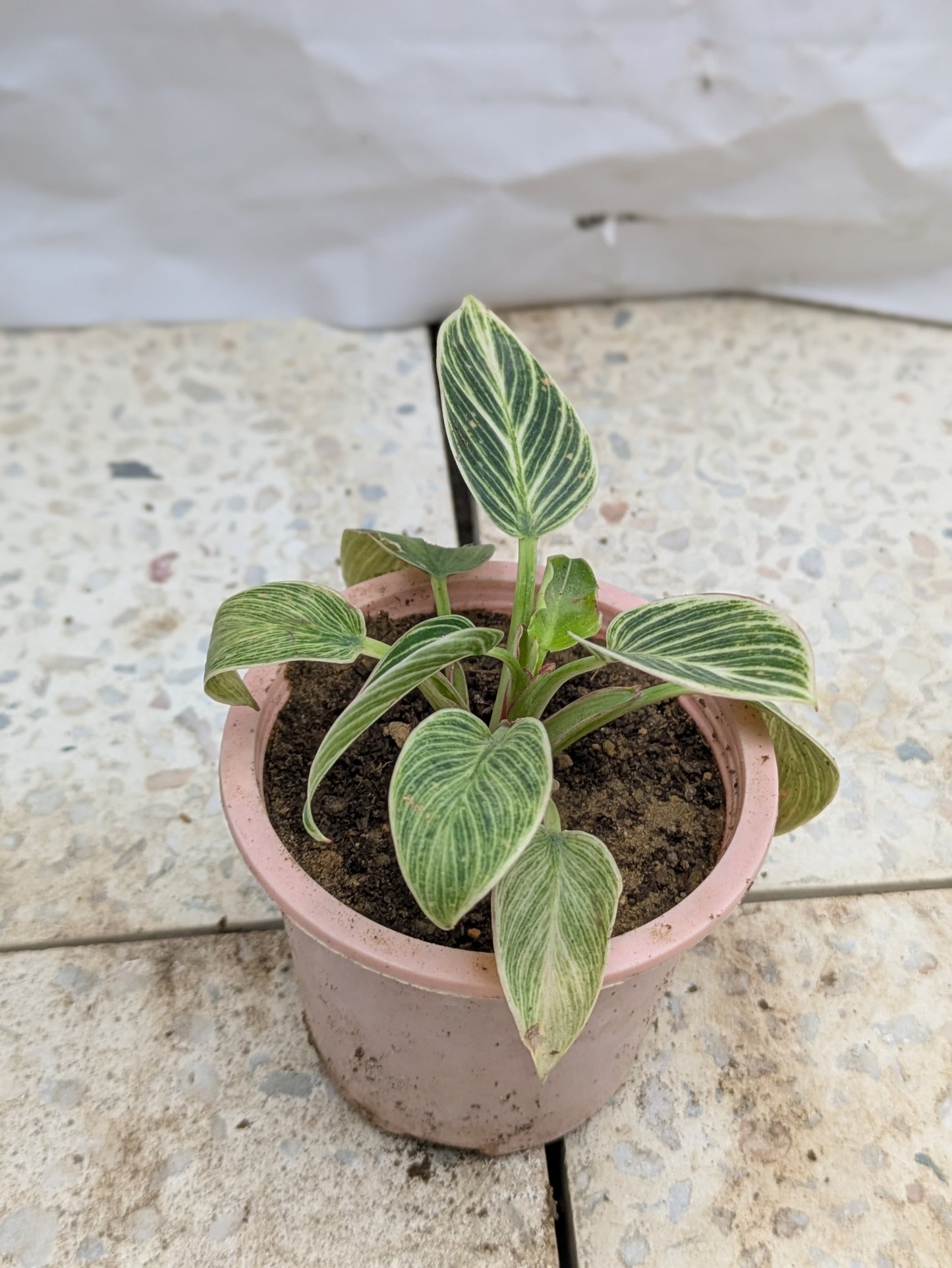 Philodendron birkin dwarf