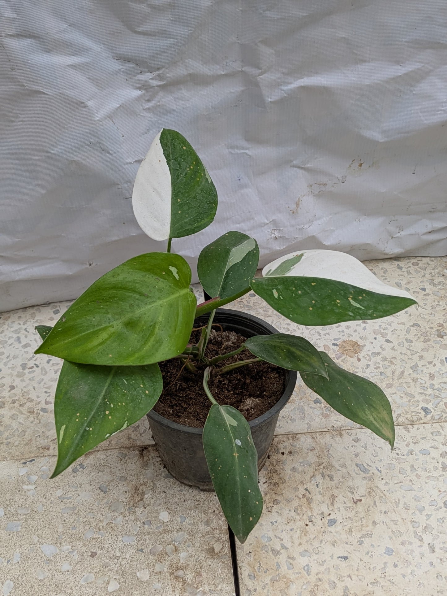 Philodendron white wizard