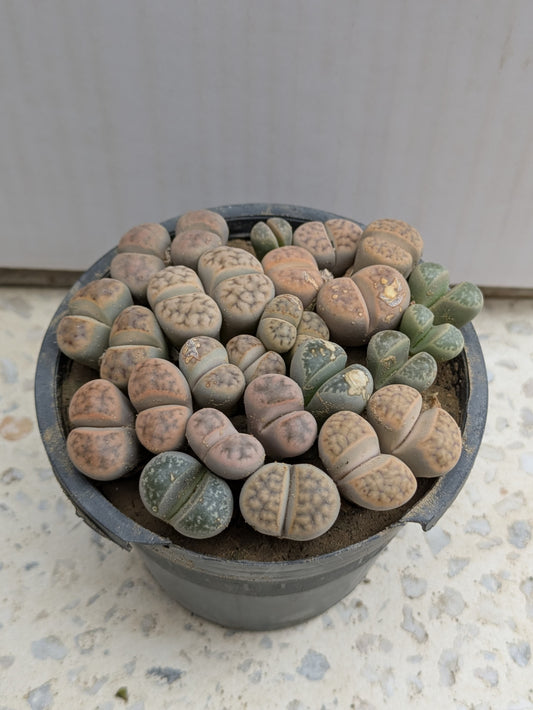 lithops