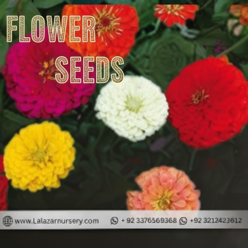 Flower Seeds