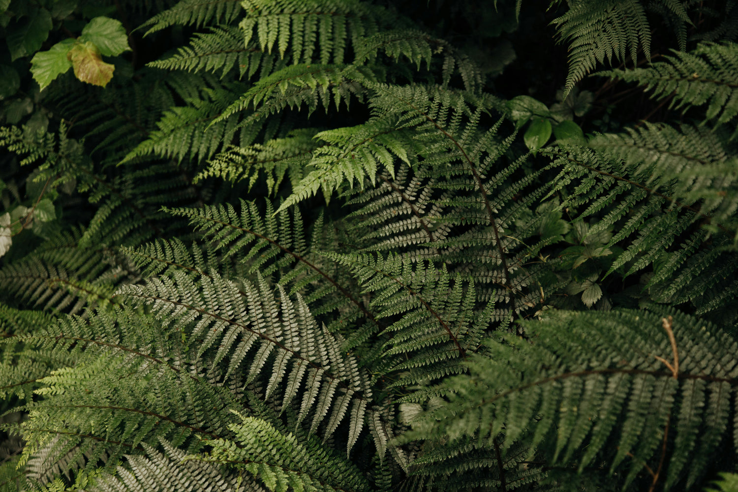 Shade Plants