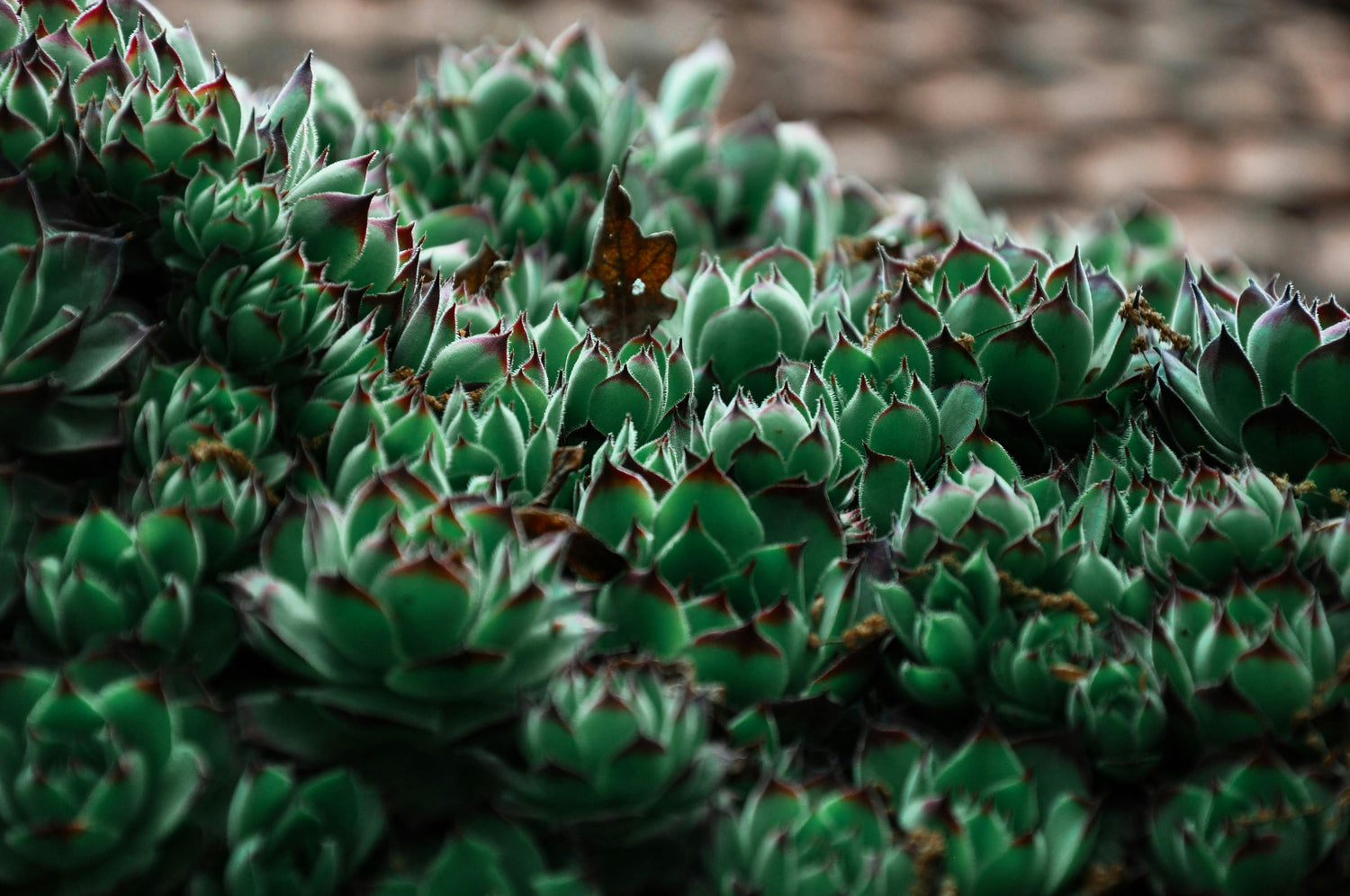 Succulent and Cactus