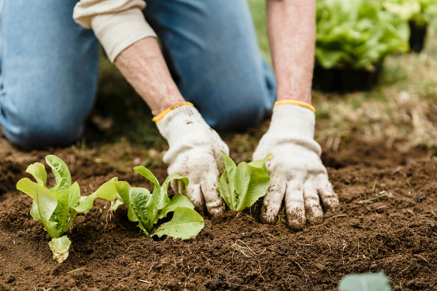 Fruits, Vegetables, and Herbs