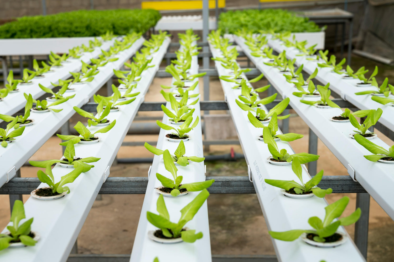 Vegetable, Fruit & Herbs Seedlings