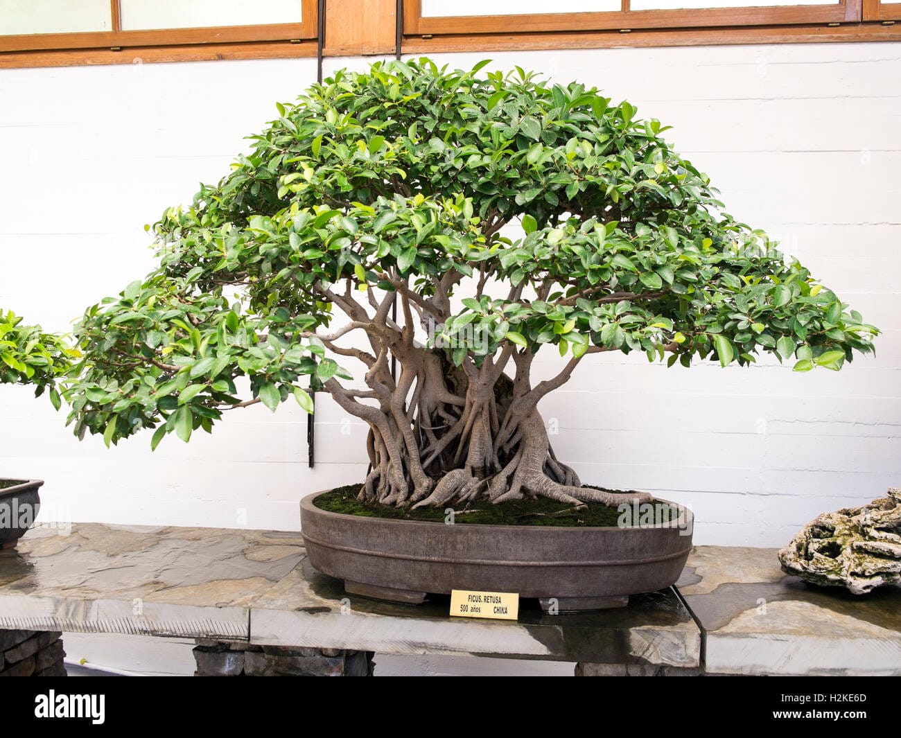 Bonsai, topiaris & grafted plants