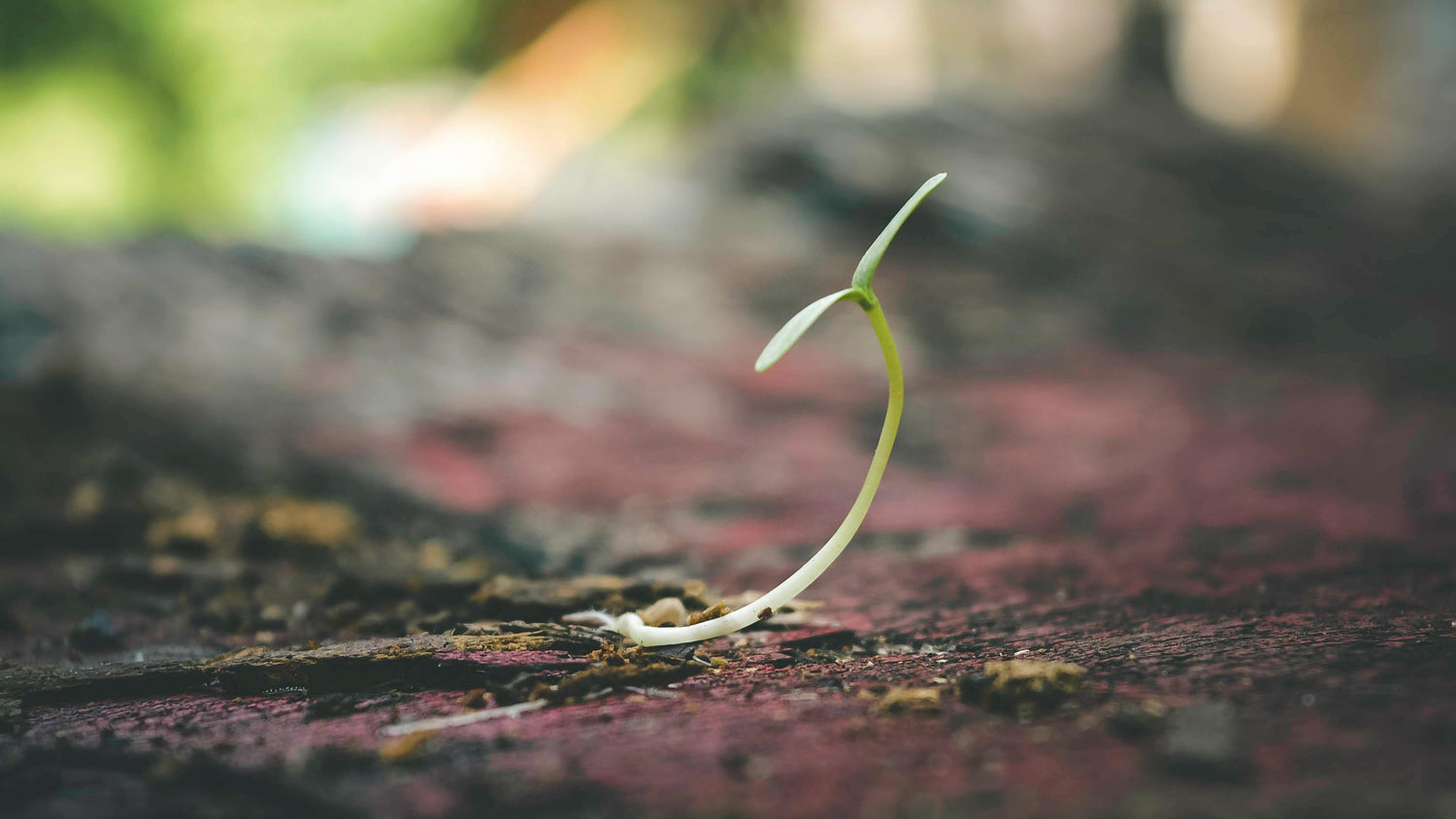 Vegetable, Fruit & Herbs Seeds