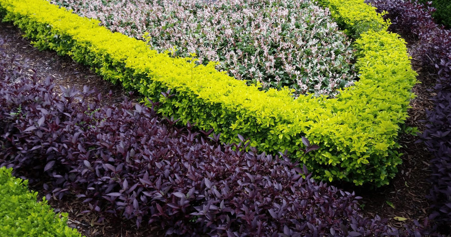 Ground Covers