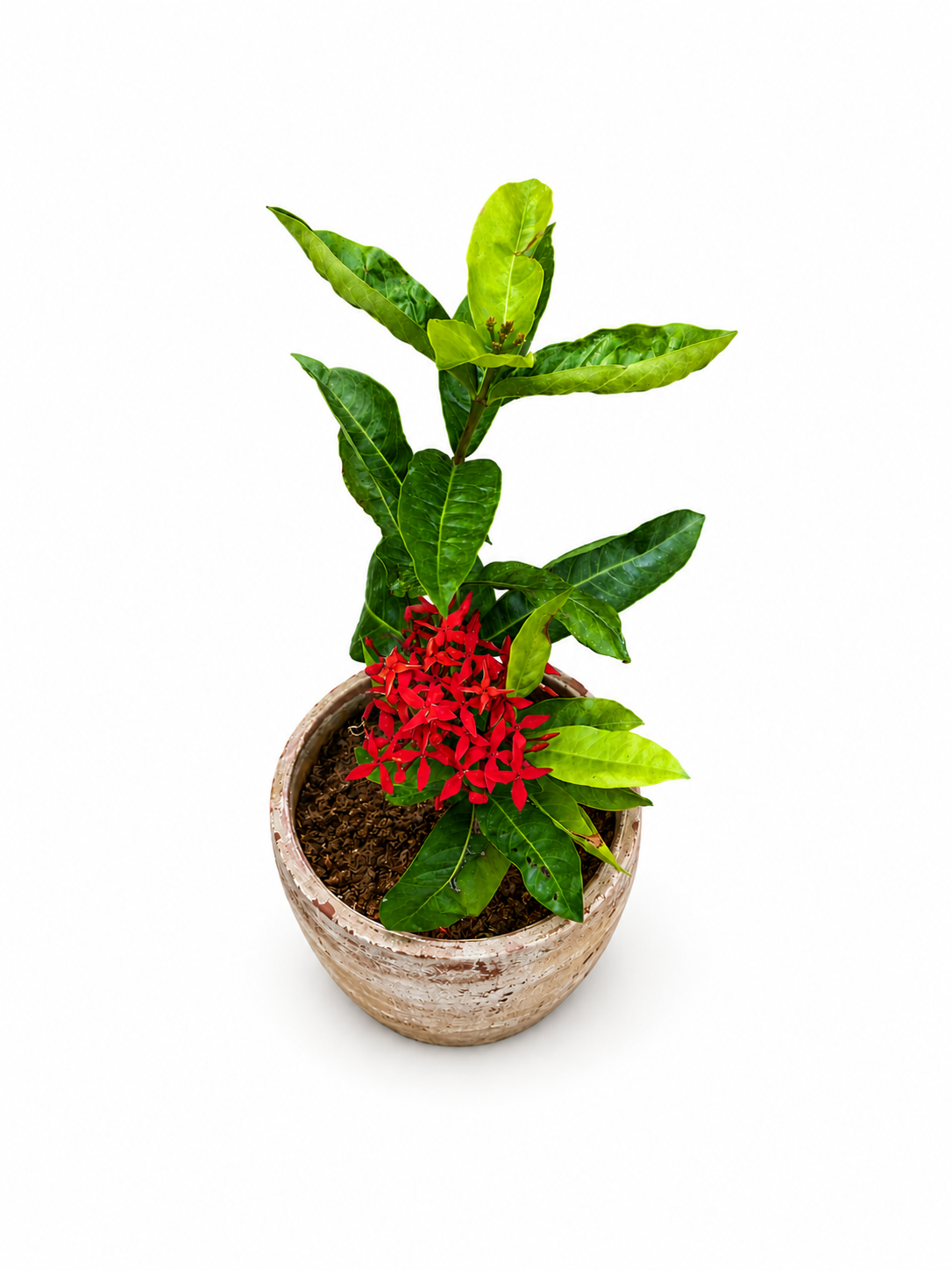 Outdoor Plants