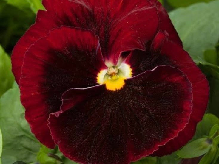 Pansy Paneeri Seedling