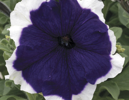 Petunia flowering seedling per dozen