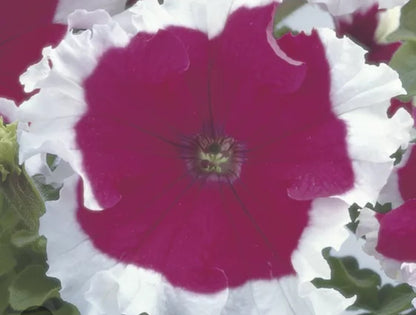 Petunia flowering seedling per dozen