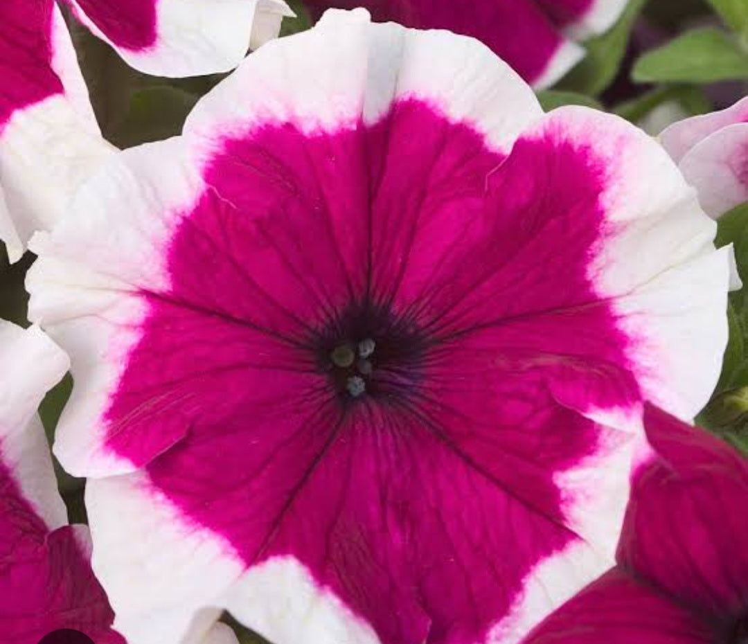 Petunia flowering seedling per dozen