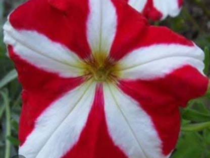 Petunia flowering seedling per dozen