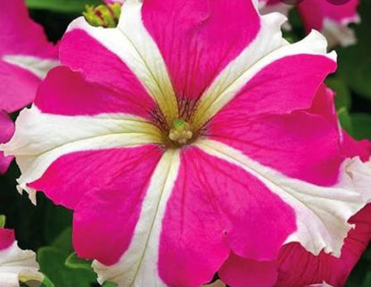 Petunia flowering seedling per dozen