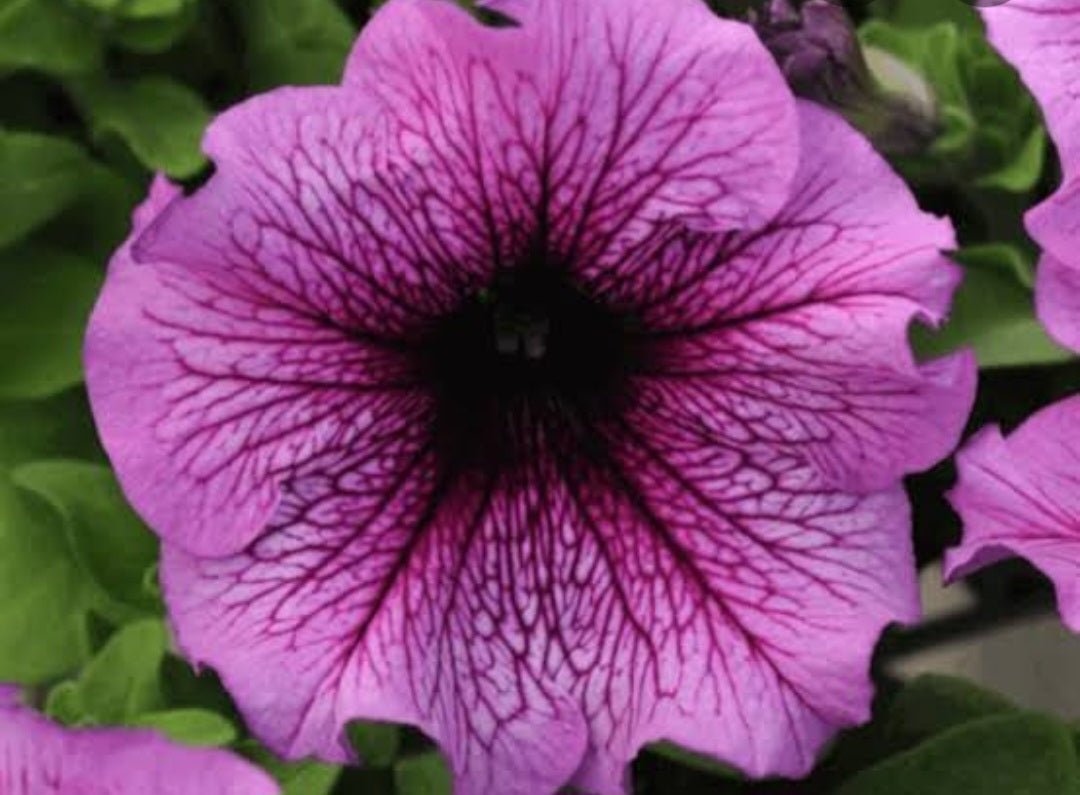 Petunia flowering seedling per dozen