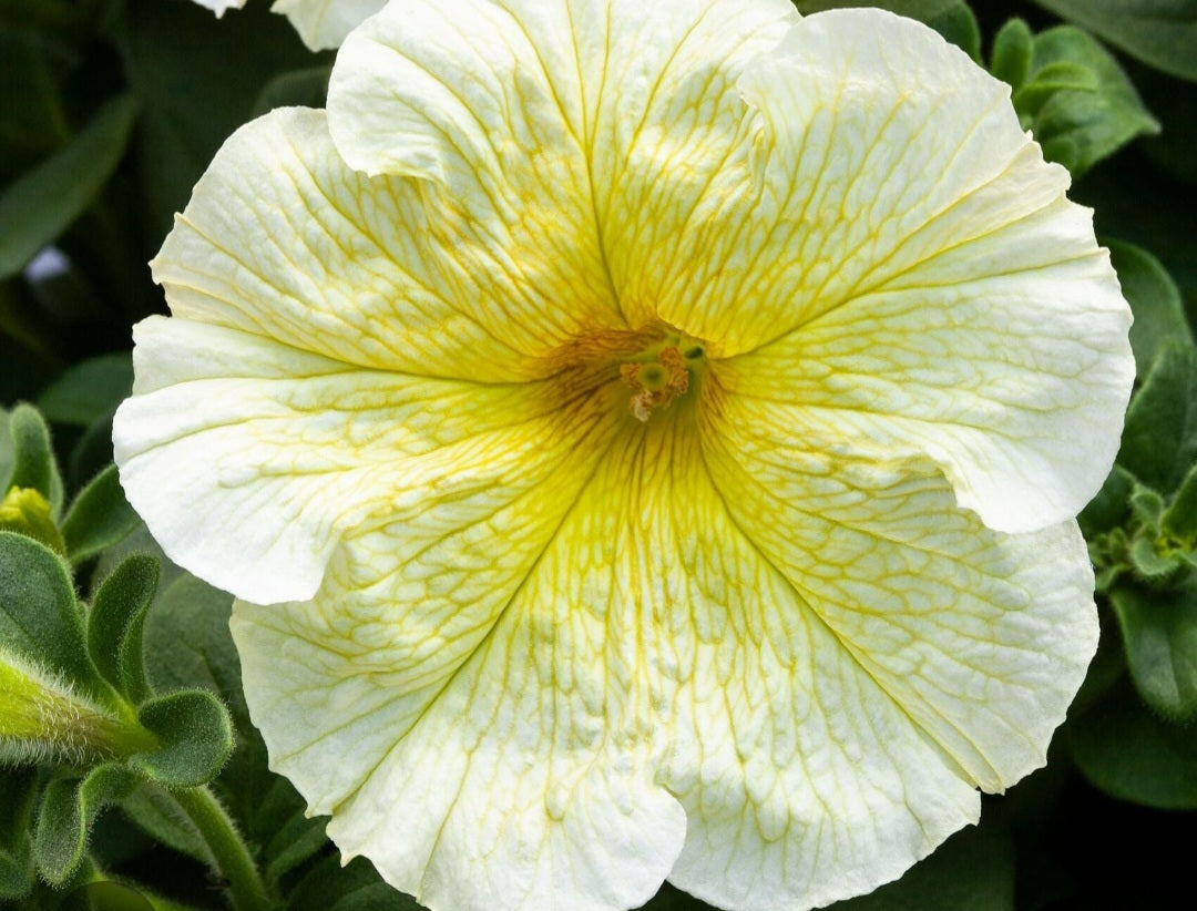 Petunia flowering seedling per dozen