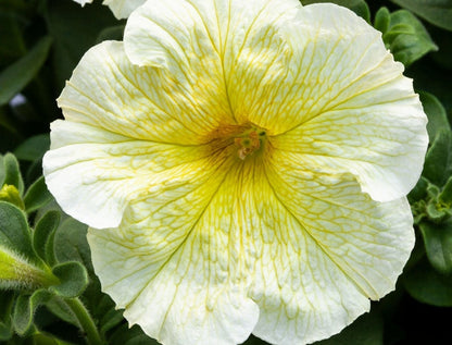 Petunia flowering seedling per dozen