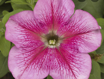 Petunia flowering seedling per dozen