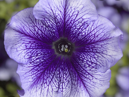 Petunia flowering seedling per dozen