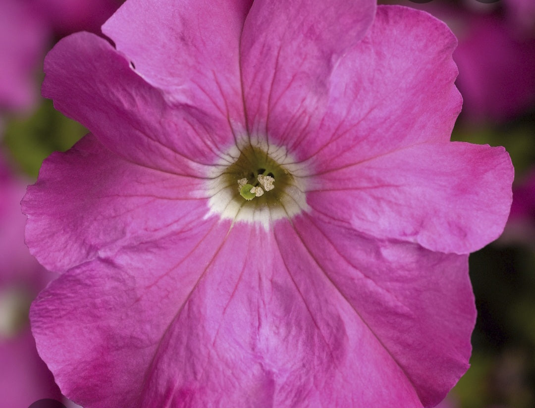 Petunia flowering seedling per dozen