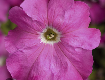 Petunia flowering seedling per dozen