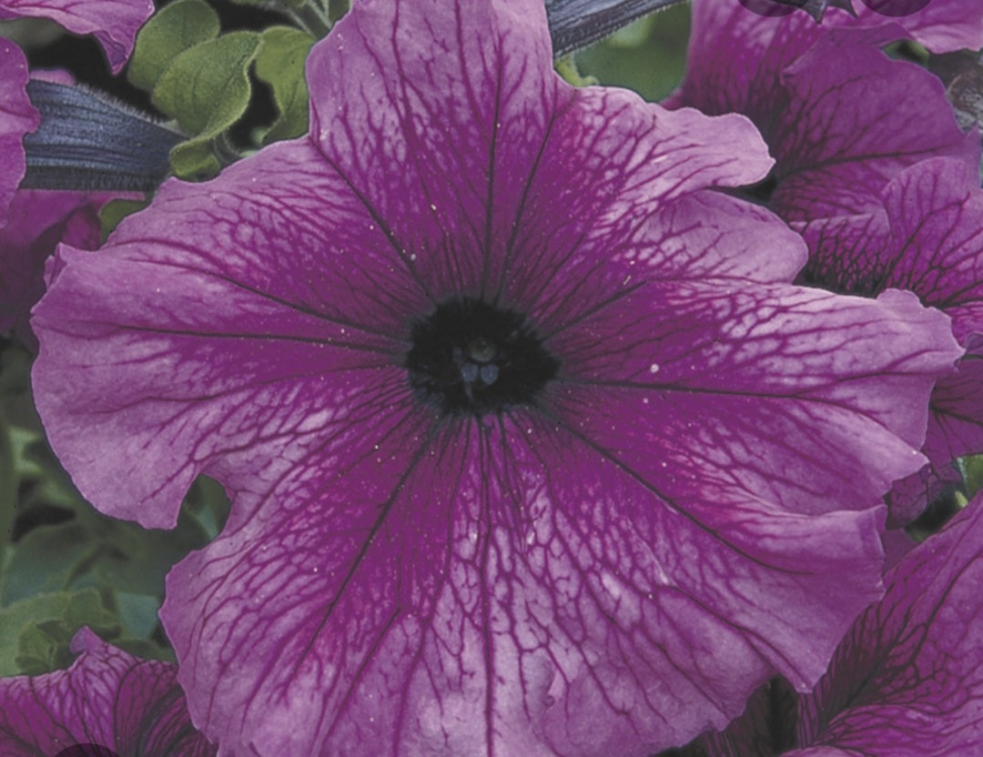Petunia flowering seedling per dozen
