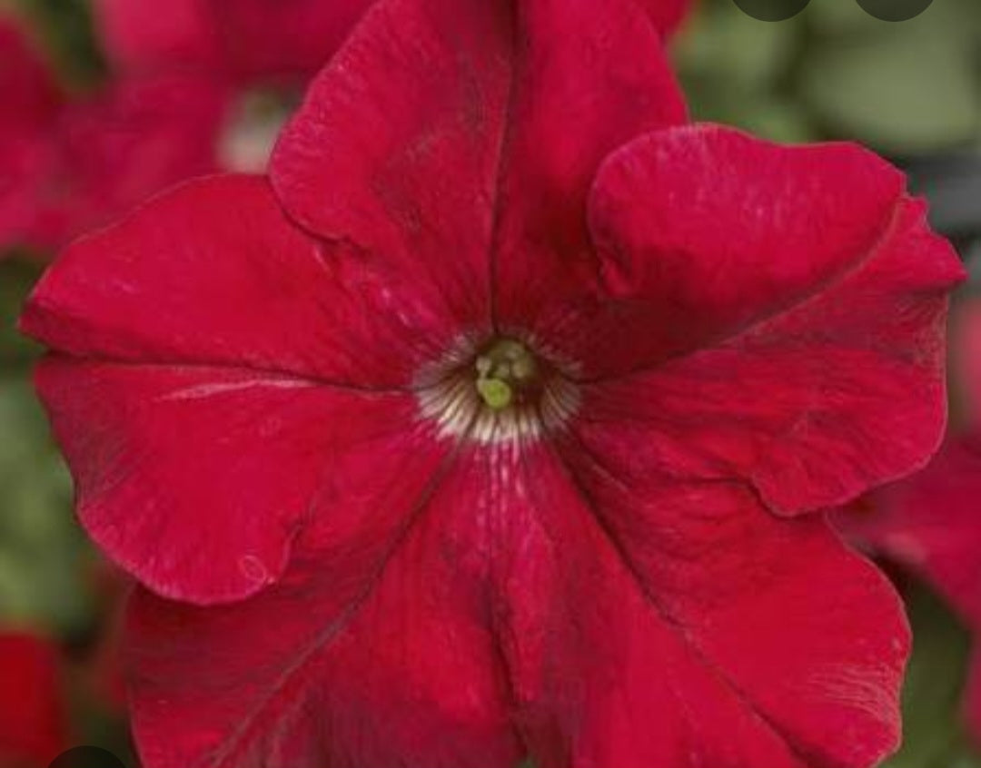 Petunia flowering seedling per dozen