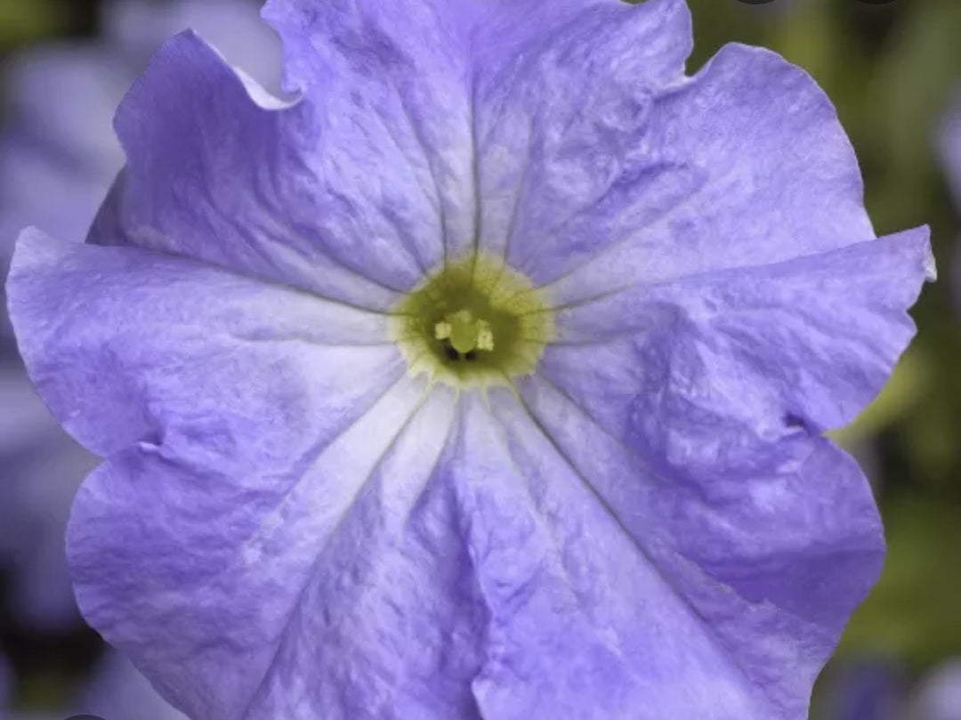 Petunia flowering seedling per dozen