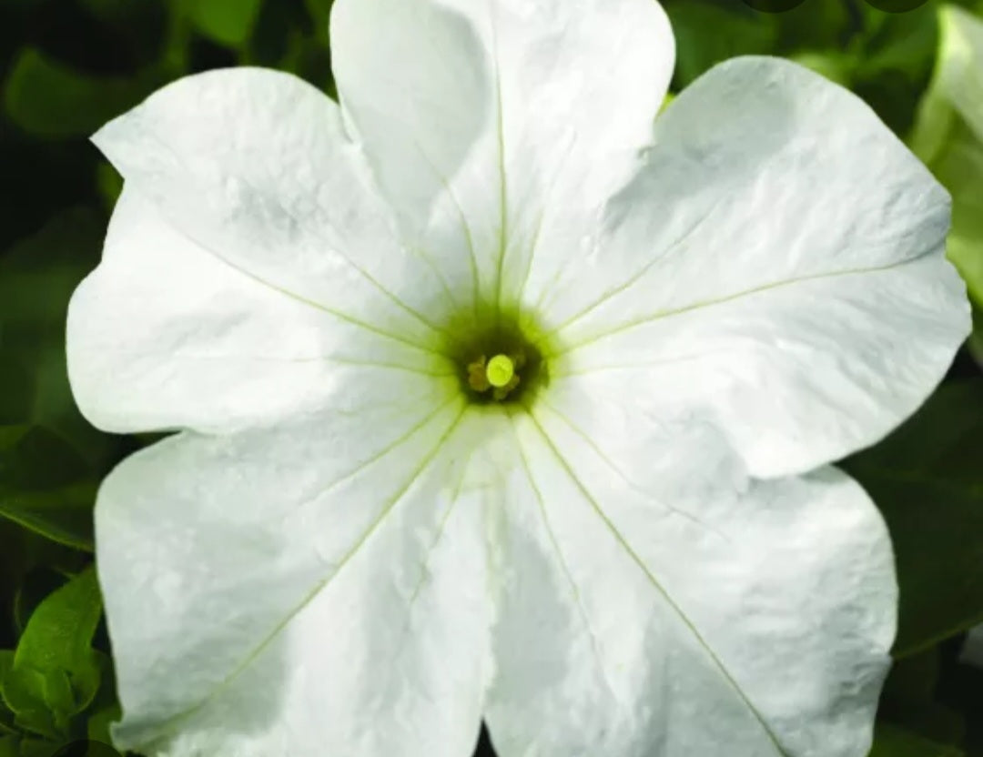 Petunia flowering seedling per dozen