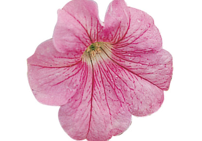 Petunia flowering seedling per dozen