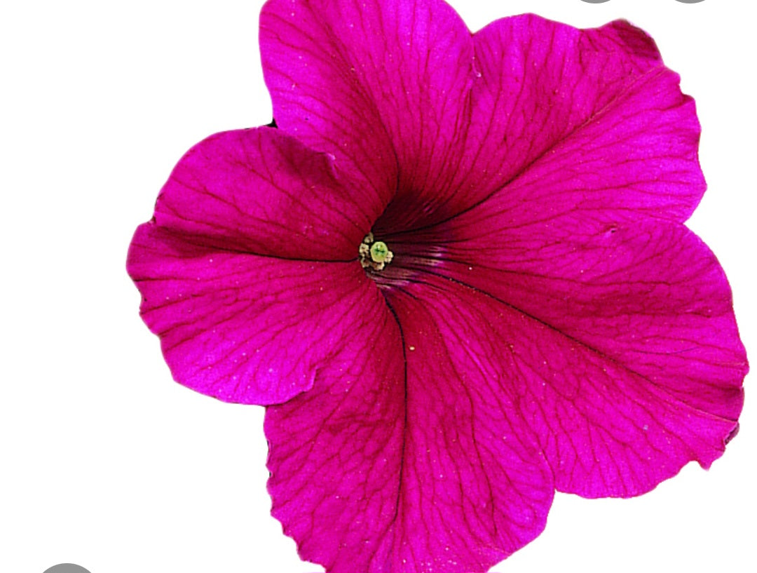 Petunia flowering seedling per dozen