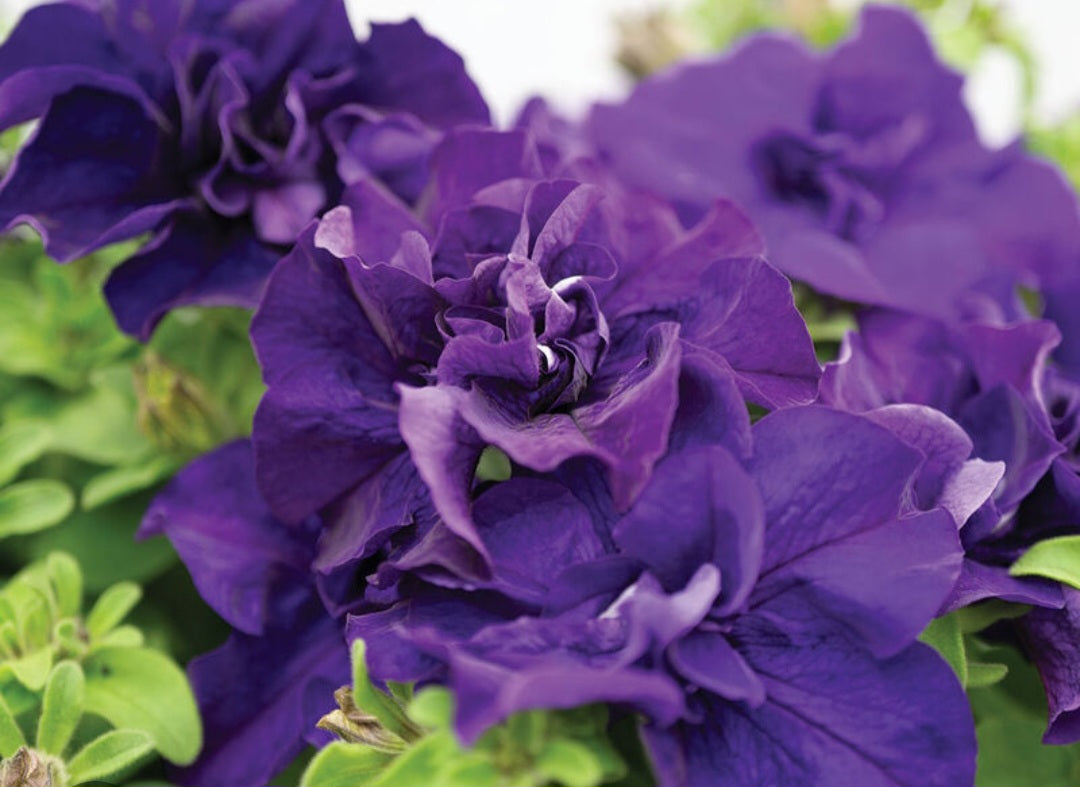 Petunia flowering seedling per dozen