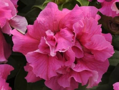 Petunia flowering seedling per dozen