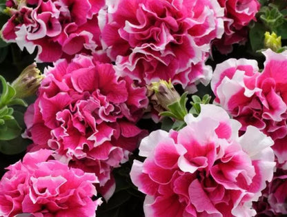 Petunia flowering seedling per dozen