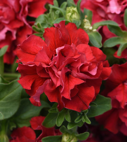 Petunia flowering seedling per dozen