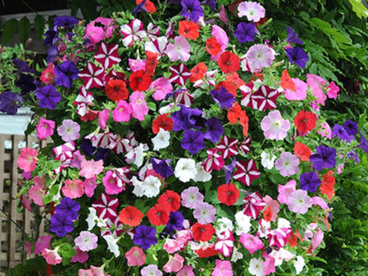 Petunia flowering seedling per dozen