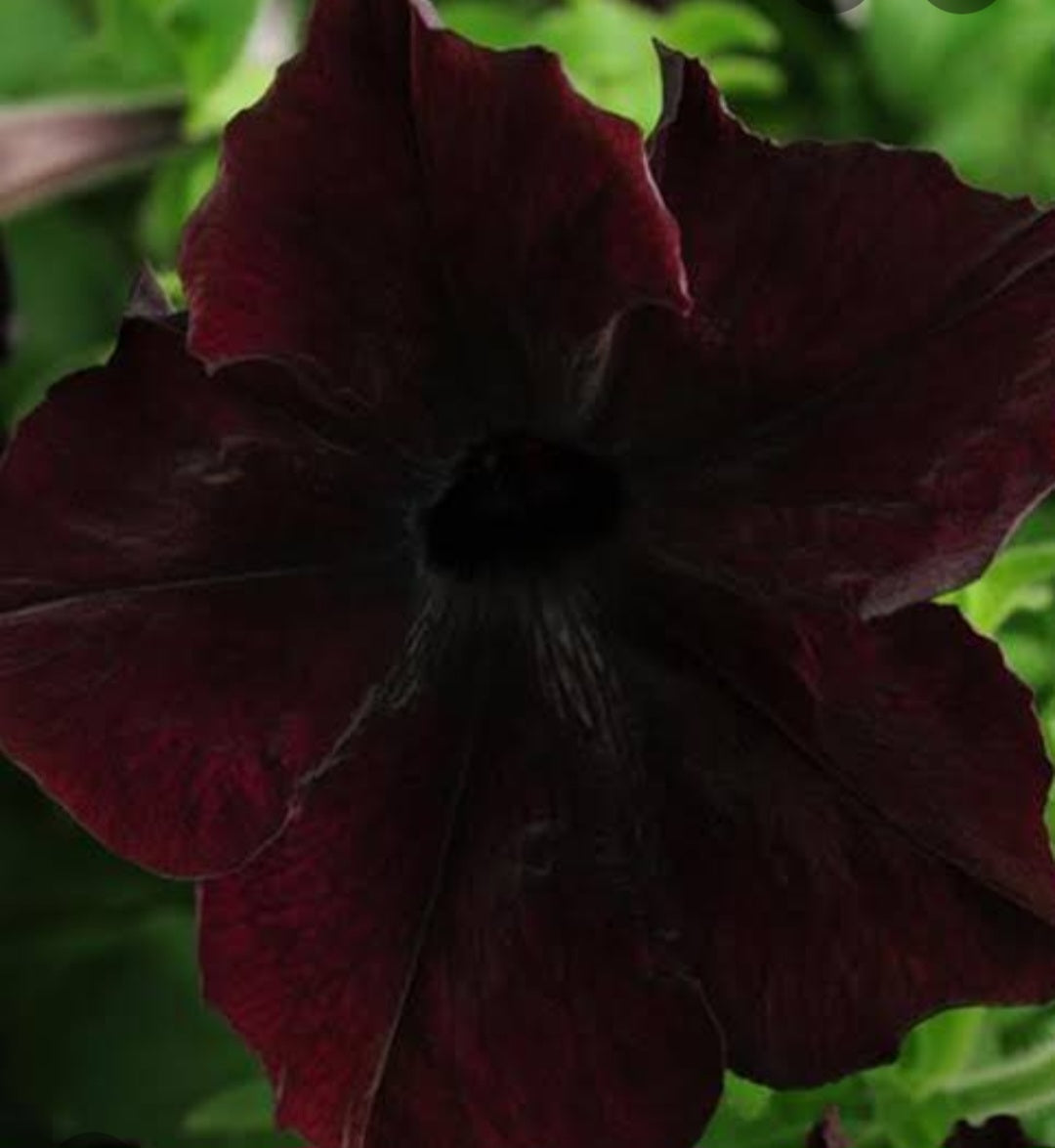 Petunia flowering seedling per dozen