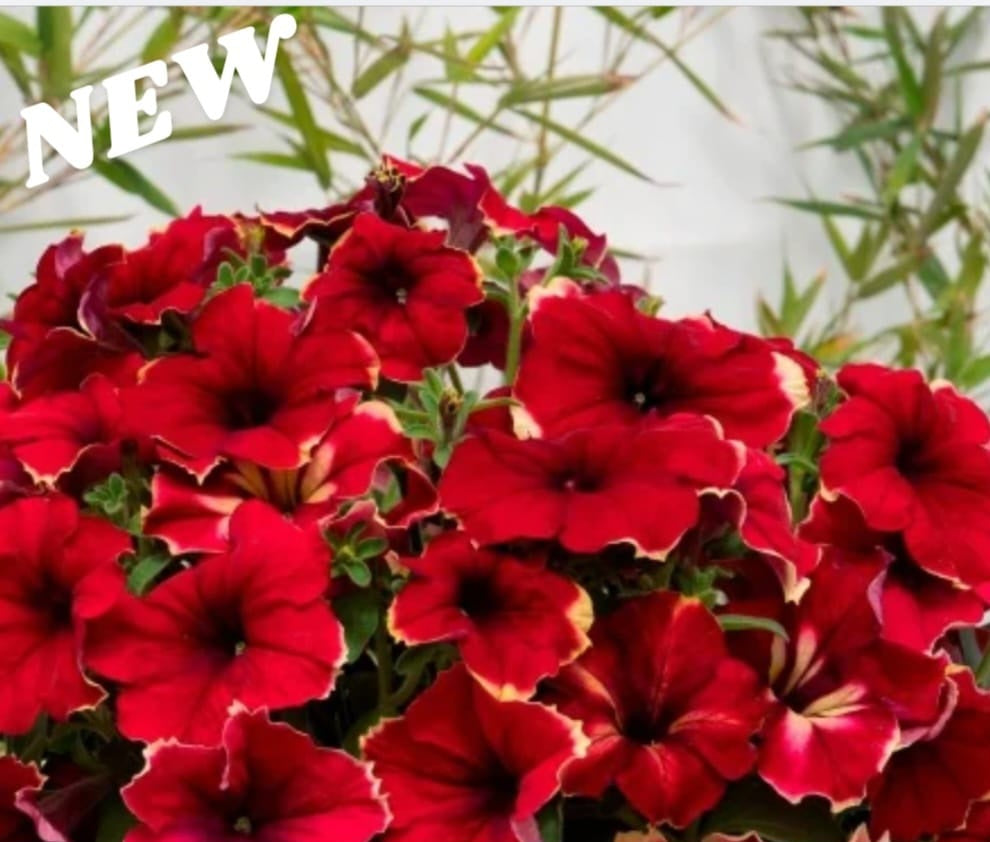 Petunia flowering seedling per dozen